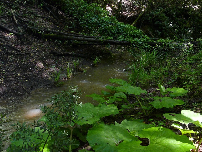 Salamandrine di Maremma